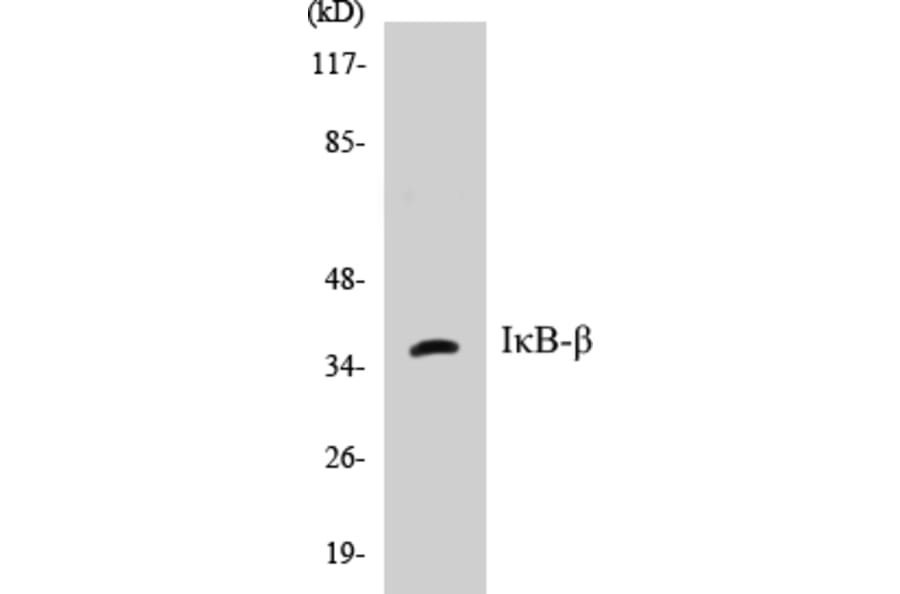 Western Blot - IKB beta Cell Based ELISA Kit (CB5382) - Antibodies.com