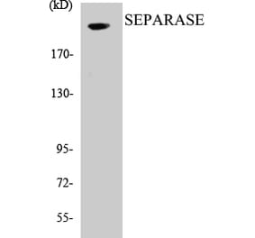 Western Blot - SEPARASE Cell Based ELISA Kit (CB5625) - Antibodies.com