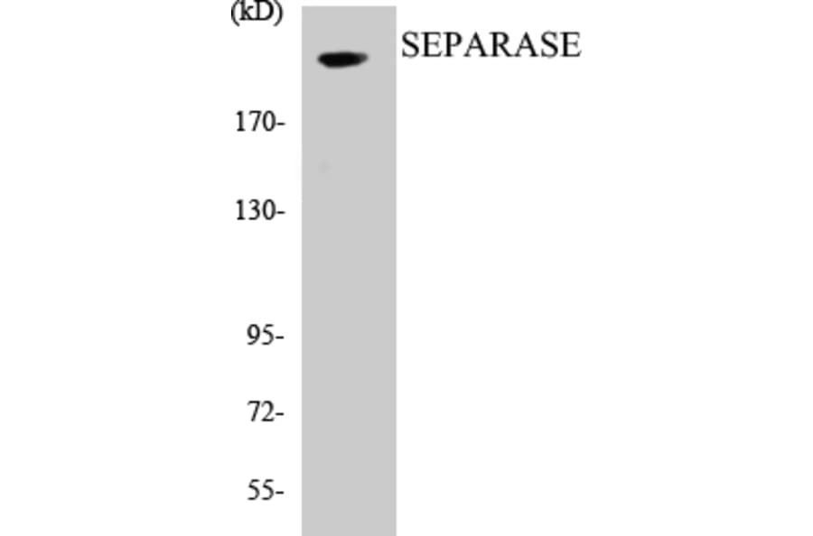 Western Blot - SEPARASE Cell Based ELISA Kit (CB5625) - Antibodies.com