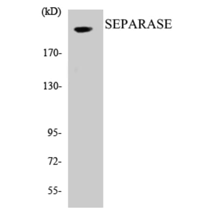 Western Blot - SEPARASE Cell Based ELISA Kit (CB5625) - Antibodies.com