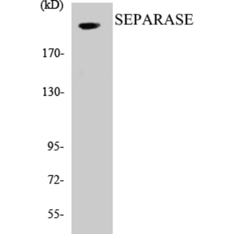 Western Blot - SEPARASE Cell Based ELISA Kit (CB5625) - Antibodies.com