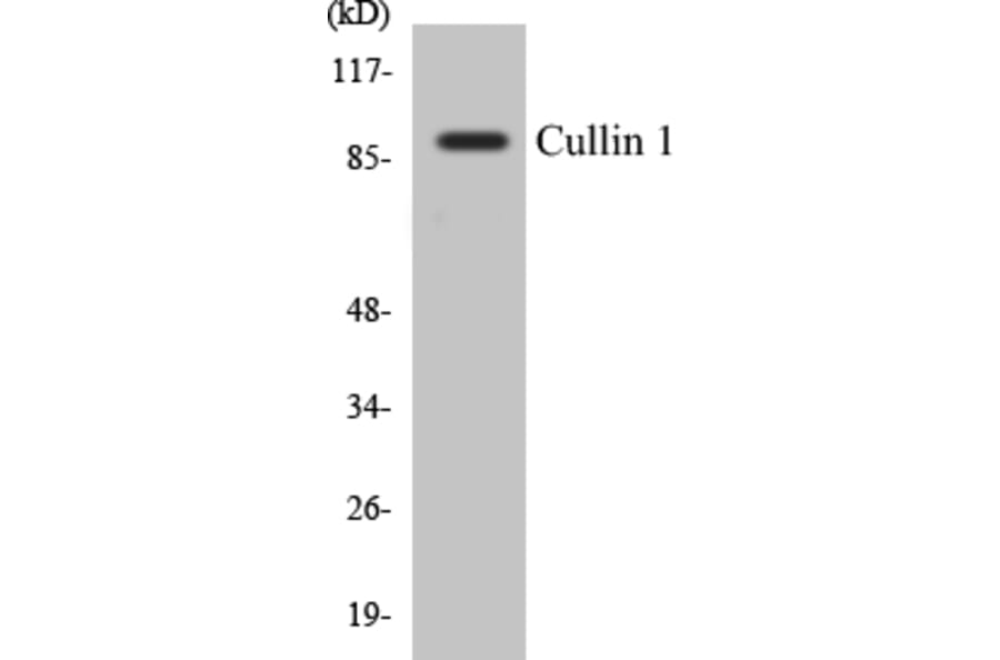 Western Blot - Cullin 1 Cell Based ELISA Kit (CB5179) - Antibodies.com