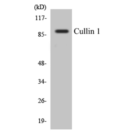 Western Blot - Cullin 1 Cell Based ELISA Kit (CB5179) - Antibodies.com