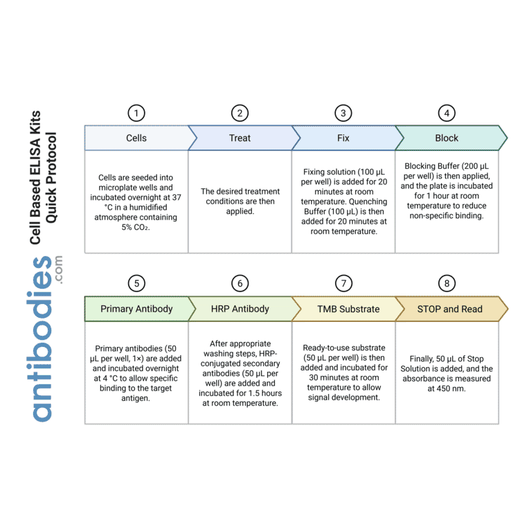 Protocol Summary - Cullin 1 Cell-Based ELISA Kit (CB5179) - Antibodies.com
