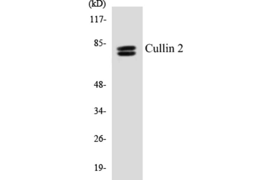 Western Blot - Cullin 2 Cell Based ELISA Kit (CB5180) - Antibodies.com