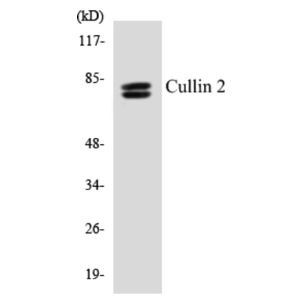 Western Blot - Cullin 2 Cell Based ELISA Kit (CB5180) - Antibodies.com