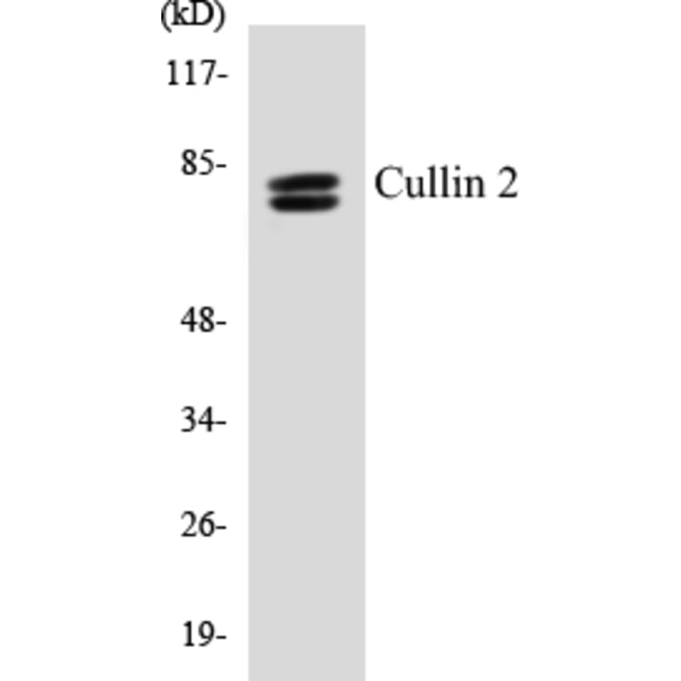 Western Blot - Cullin 2 Cell Based ELISA Kit (CB5180) - Antibodies.com