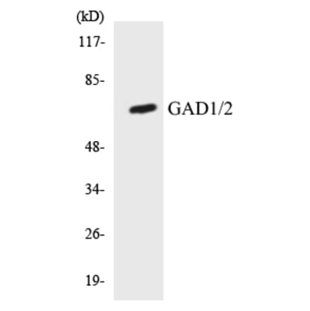 Western Blot - GAD1 + 2 Cell Based ELISA Kit (CB5285) - Antibodies.com
