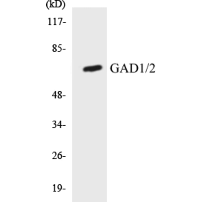 Western Blot - GAD1 + 2 Cell Based ELISA Kit (CB5285) - Antibodies.com