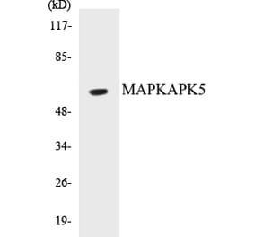 Western Blot - MAPKAPK5 Cell Based ELISA Kit (CB5429) - Antibodies.com