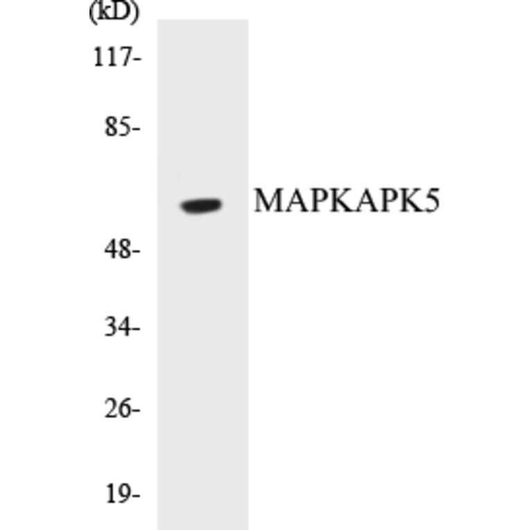 Western Blot - MAPKAPK5 Cell Based ELISA Kit (CB5429) - Antibodies.com