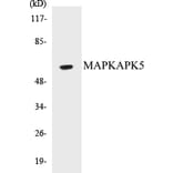 Western Blot - MAPKAPK5 Cell Based ELISA Kit (CB5429) - Antibodies.com