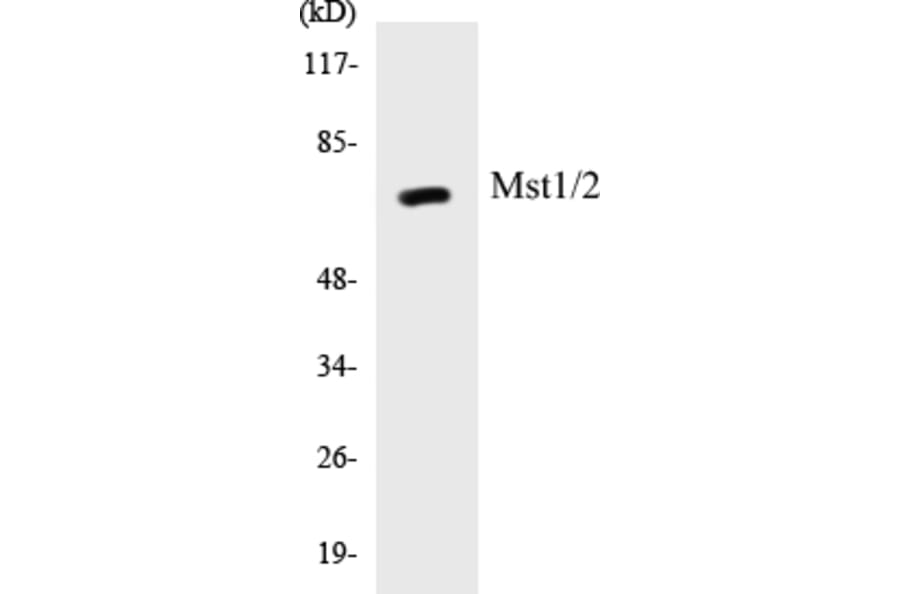 Western Blot - Mst1 + 2 Cell Based ELISA Kit (CB5473) - Antibodies.com