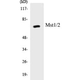 Western Blot - Mst1 + 2 Cell Based ELISA Kit (CB5473) - Antibodies.com