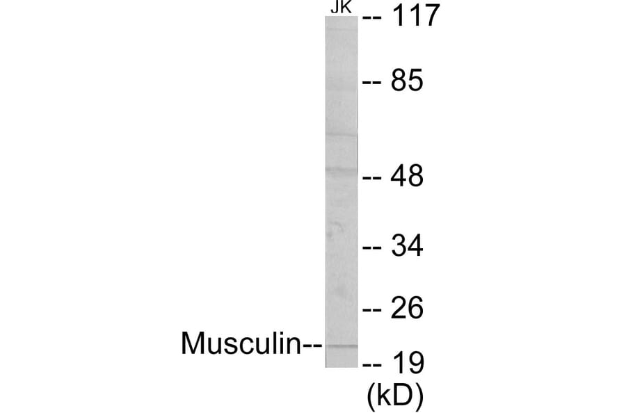 Western Blot - Musculin Cell Based ELISA Kit (CB5794) - Antibodies.com