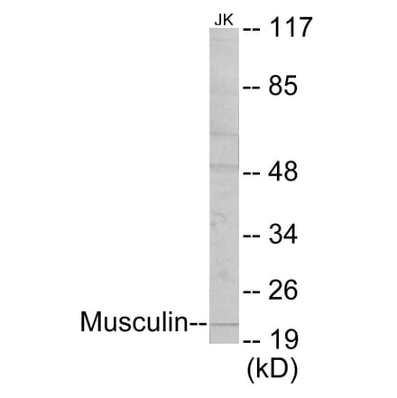 Western Blot - Musculin Cell Based ELISA Kit (CB5794) - Antibodies.com