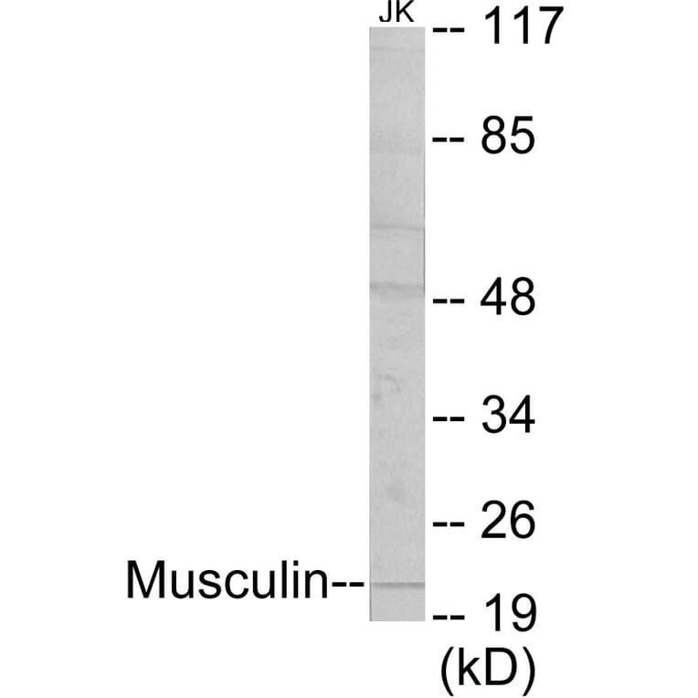 Western Blot - Musculin Cell Based ELISA Kit (CB5794) - Antibodies.com