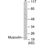 Western Blot - Musculin Cell Based ELISA Kit (CB5794) - Antibodies.com