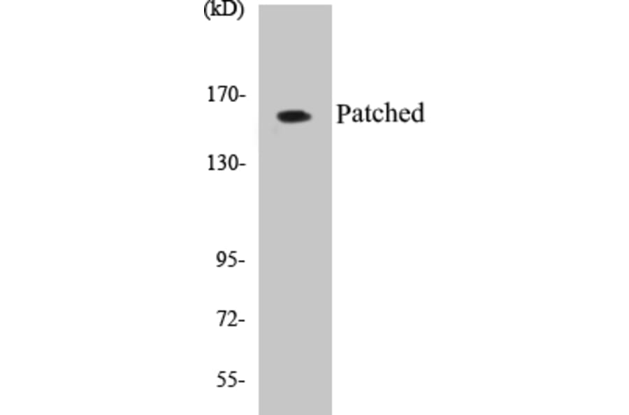 Western Blot - Patched Cell Based ELISA Kit (CB5536) - Antibodies.com