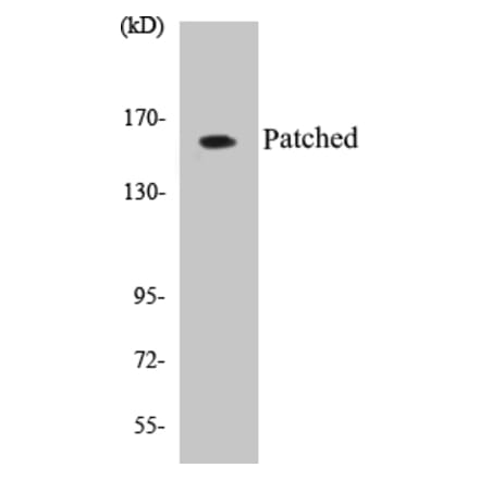 Western Blot - Patched Cell Based ELISA Kit (CB5536) - Antibodies.com