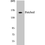 Western Blot - Patched Cell Based ELISA Kit (CB5536) - Antibodies.com