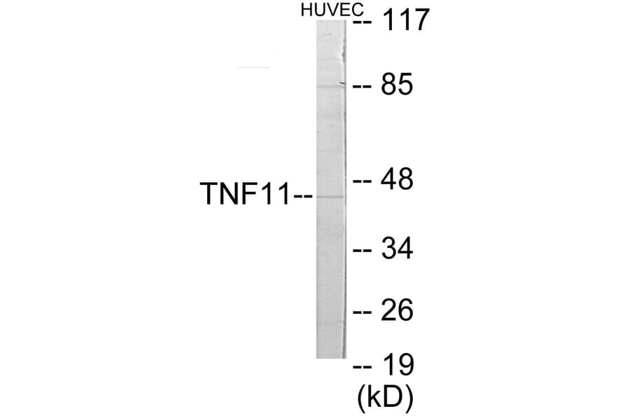 Western Blot - TNFSF11 Cell Based ELISA Kit (CB5771) - Antibodies.com