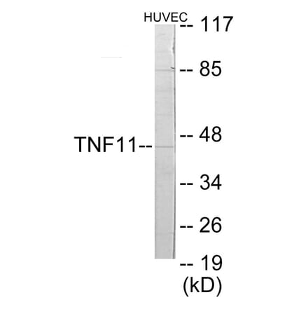 Western Blot - TNFSF11 Cell Based ELISA Kit (CB5771) - Antibodies.com