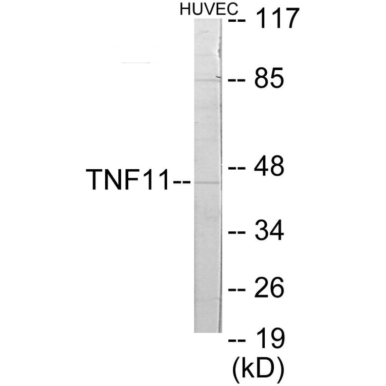 Western Blot - TNFSF11 Cell Based ELISA Kit (CB5771) - Antibodies.com