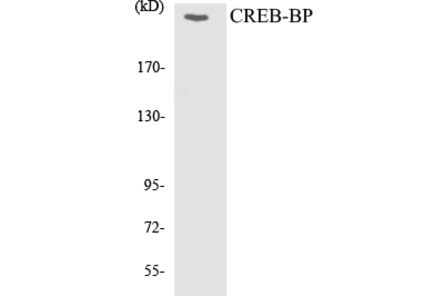 Western Blot - CREB-BP Cell Based ELISA Kit (CB5170) - Antibodies.com