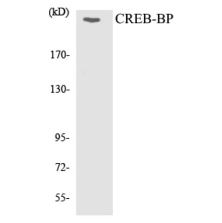 Western Blot - CREB-BP Cell Based ELISA Kit (CB5170) - Antibodies.com