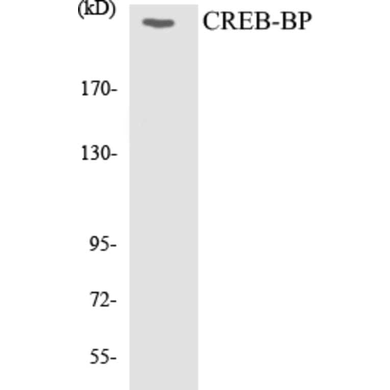 Western Blot - CREB-BP Cell Based ELISA Kit (CB5170) - Antibodies.com