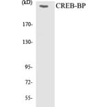 Western Blot - CREB-BP Cell Based ELISA Kit (CB5170) - Antibodies.com