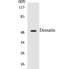 Western Blot - Dematin Cell Based ELISA Kit (CB5203) - Antibodies.com