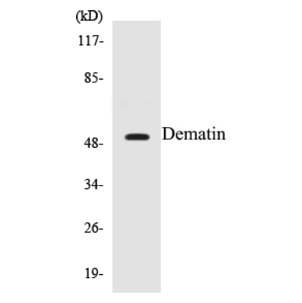 Western Blot - Dematin Cell Based ELISA Kit (CB5203) - Antibodies.com