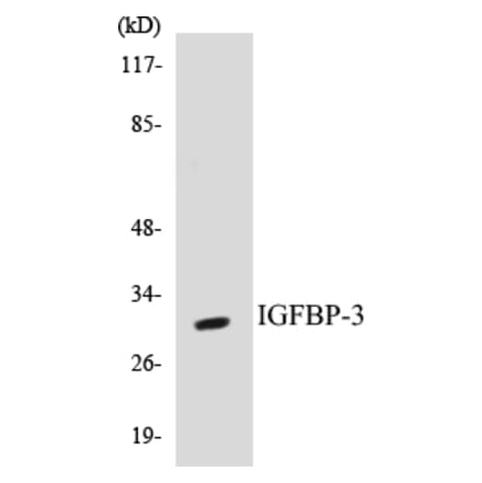 Western Blot - IGFBP-3 Cell Based ELISA Kit (CB5356) - Antibodies.com