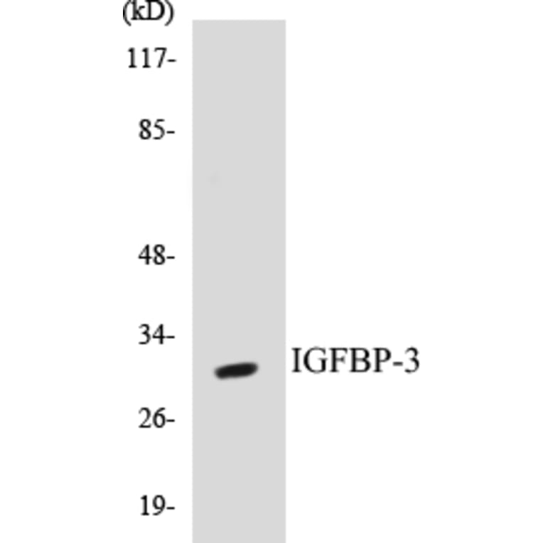 Western Blot - IGFBP-3 Cell Based ELISA Kit (CB5356) - Antibodies.com