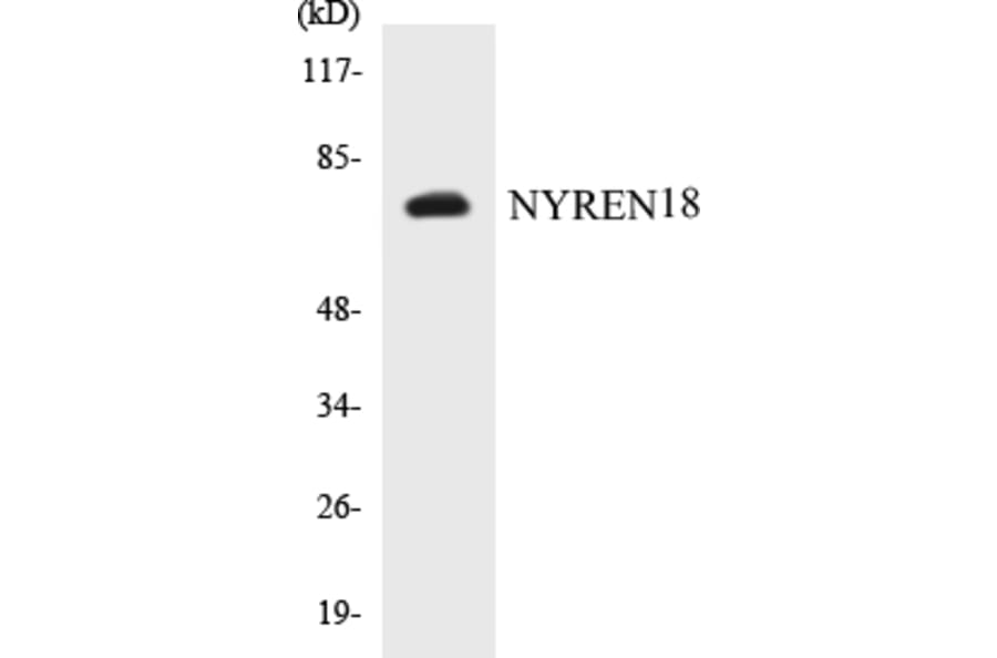 Western Blot - NYREN18 Cell Based ELISA Kit (CB5501) - Antibodies.com