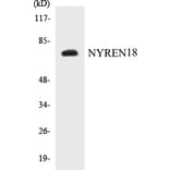 Western Blot - NYREN18 Cell Based ELISA Kit (CB5501) - Antibodies.com