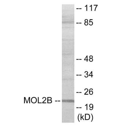 Western Blot - MOBKL2B Cell Based ELISA Kit (CB6070) - Antibodies.com
