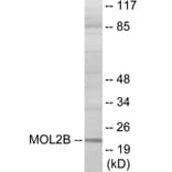Western Blot - MOBKL2B Cell Based ELISA Kit (CB6070) - Antibodies.com