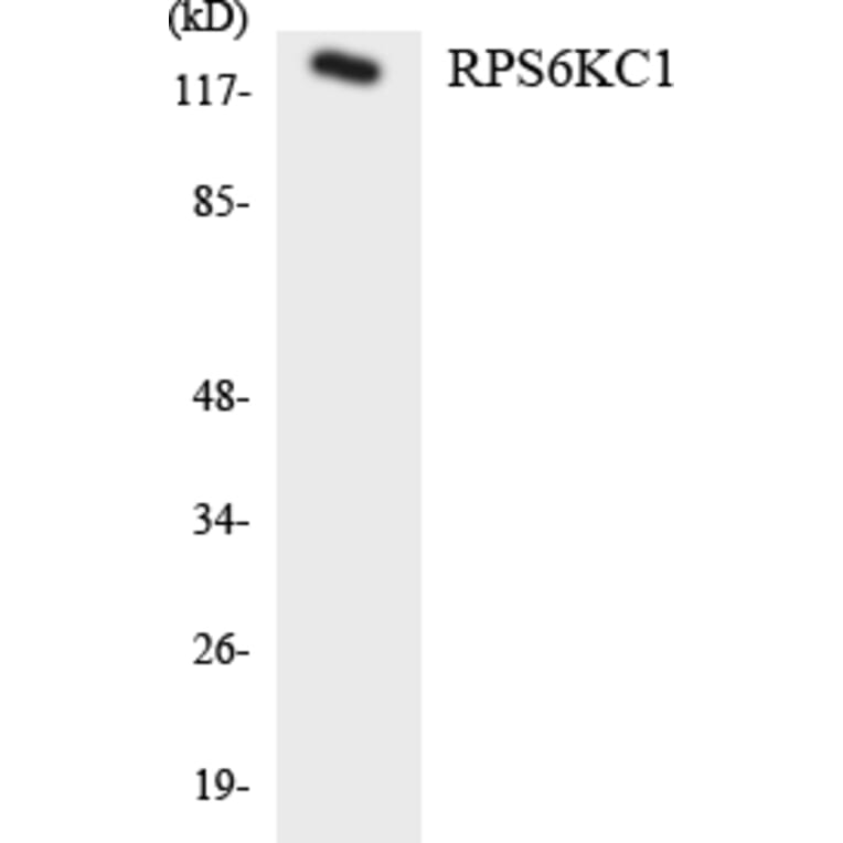 Western Blot - RPS6KC1 Cell Based ELISA Kit (CB6118) - Antibodies.com