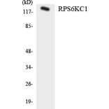 Western Blot - RPS6KC1 Cell Based ELISA Kit (CB6118) - Antibodies.com