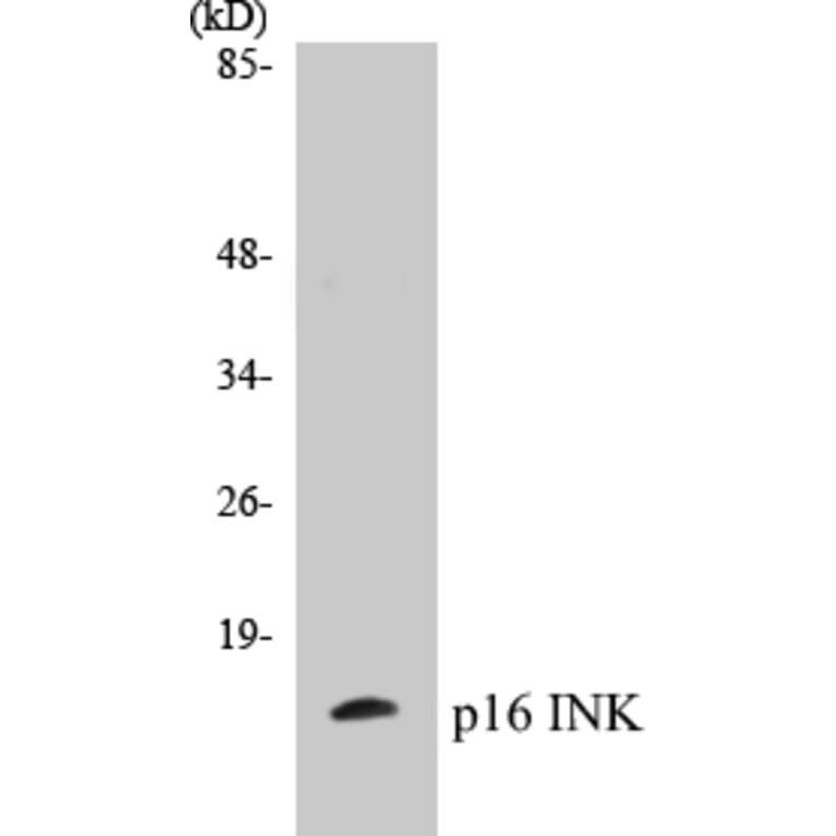 Western Blot - p16INK Cell Based ELISA Kit (CB5508) - Antibodies.com