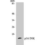Western Blot - p16INK Cell Based ELISA Kit (CB5508) - Antibodies.com