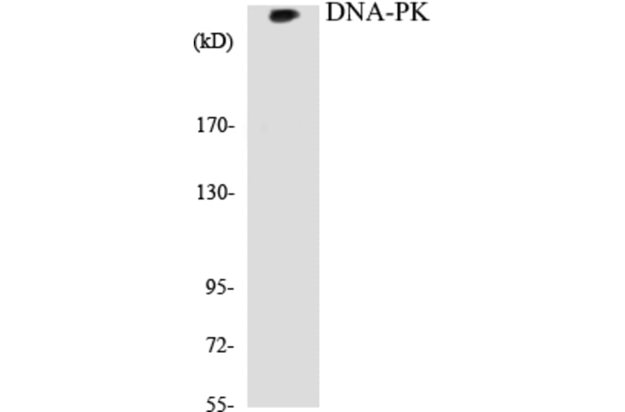 Western Blot - DNA-PK Cell Based ELISA Kit (CB5208) - Antibodies.com