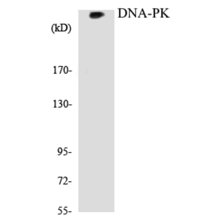 Western Blot - DNA-PK Cell Based ELISA Kit (CB5208) - Antibodies.com