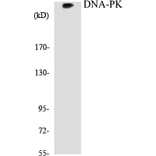 Western Blot - DNA-PK Cell Based ELISA Kit (CB5208) - Antibodies.com