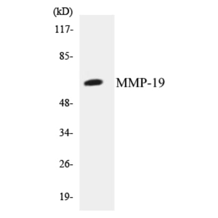 Western Blot - MMP-19 Cell Based ELISA Kit (CB5461) - Antibodies.com