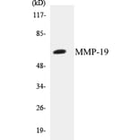 Western Blot - MMP-19 Cell Based ELISA Kit (CB5461) - Antibodies.com