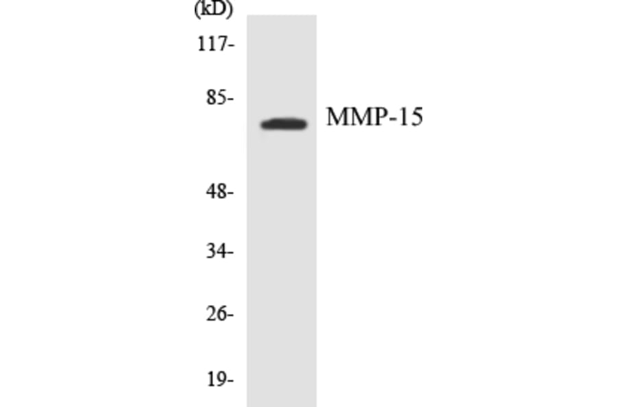 Western Blot - MMP-15 Cell Based ELISA Kit (CB5459) - Antibodies.com